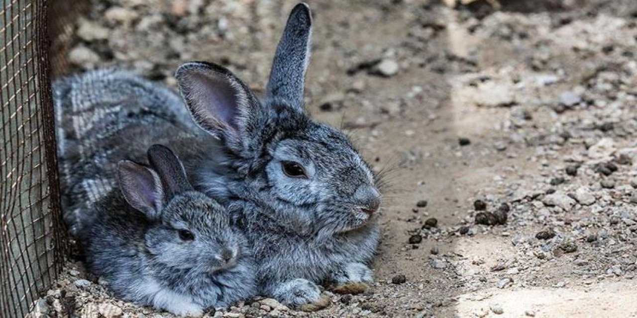 Tavşanlar hakkında öğrendiğinizde çok şaşıracağınız 10 gerçek bilgi! Birçok kişi bilmiyordu