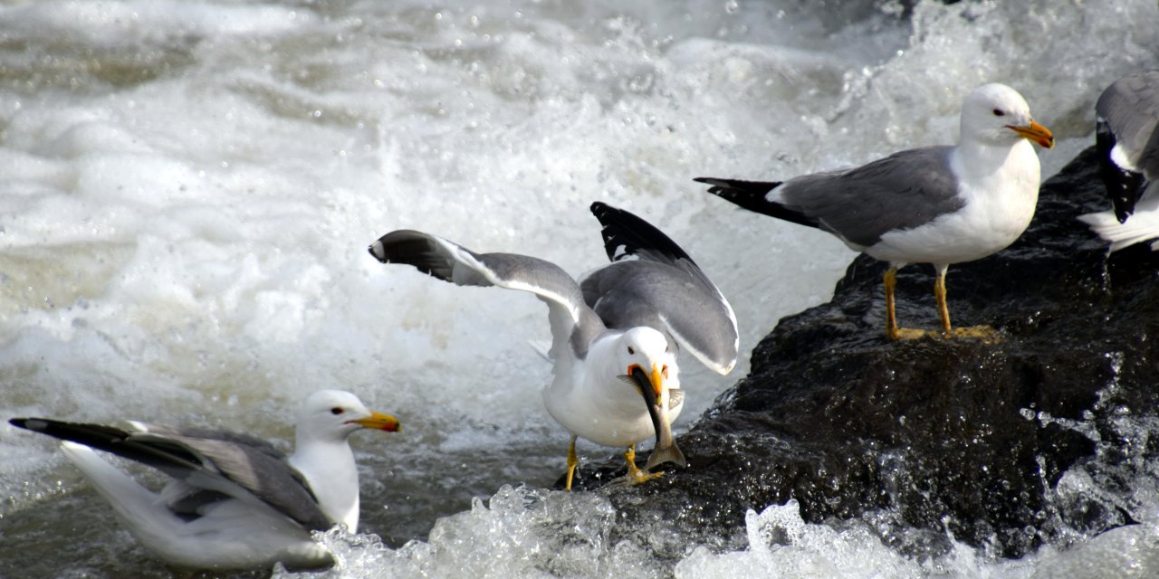 Sadece Van Gölü'nde bulunan inci kefalini avlamak yasak ancak martılar engellenemiyor