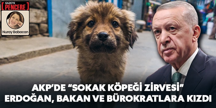 AKP’de ‘sokak köpeği’ zirvesi