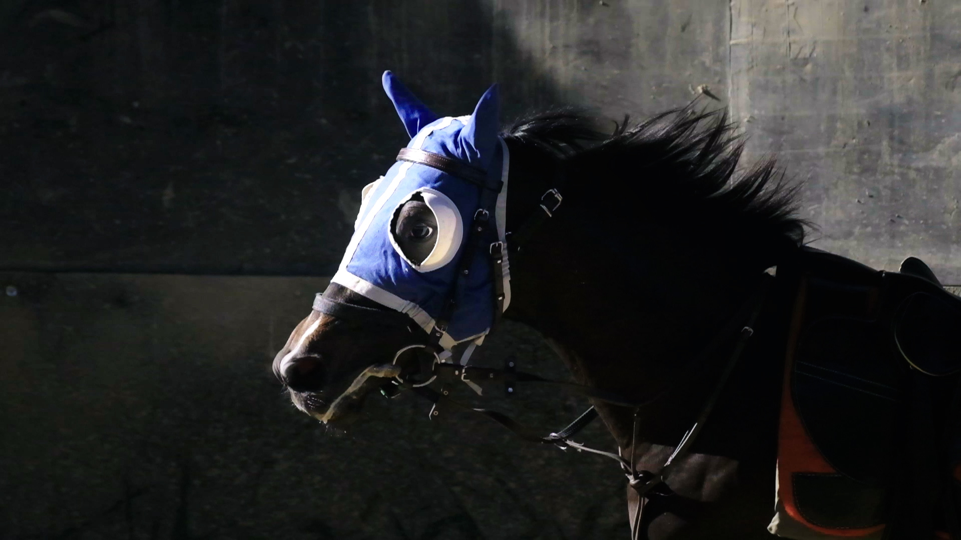 Mücadeleden vazgeçmeyen bir tayın hikayesi:Yetimo