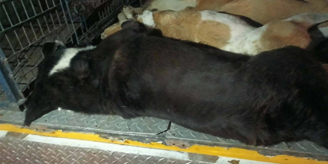 İzmir'de köpek katliamı: Zehirlenen köpek sayısı 6'ya çıktı