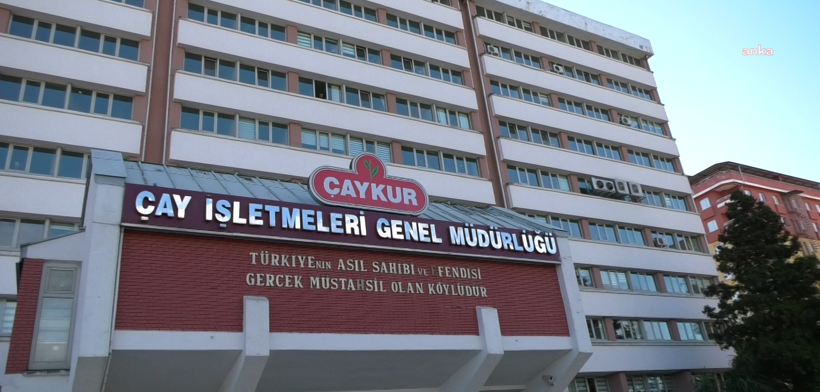 ÇAYKUR, yaş çay alımlarına sınırlama getirdi