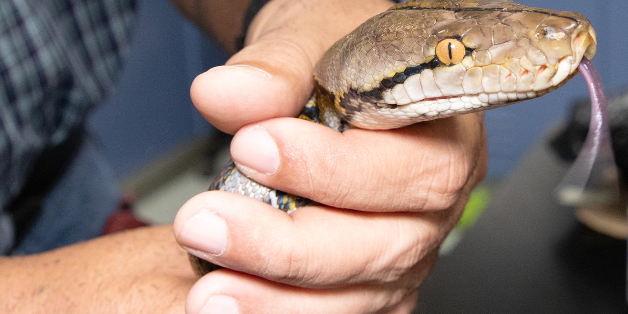 Porto Riko'da boa ve pitonlar tehlikesi: Yerel ekosistem tehdit altında