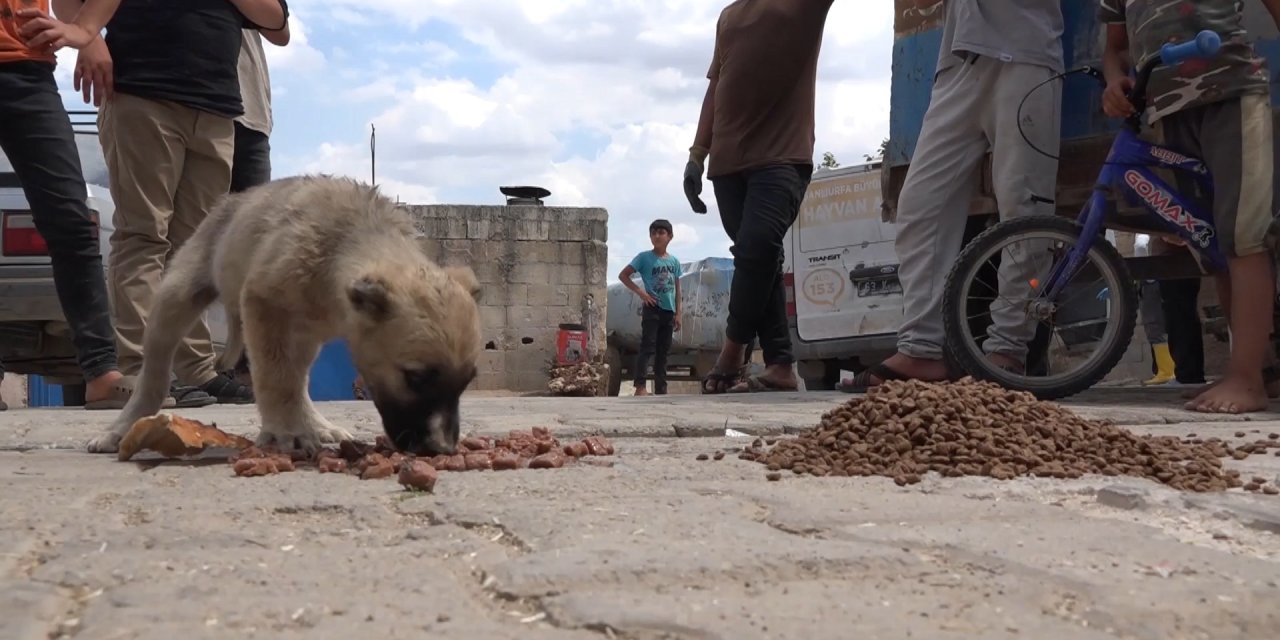 Balıklıgöl ile Göbeklitepe'de sokak hayvanları toplatıldı