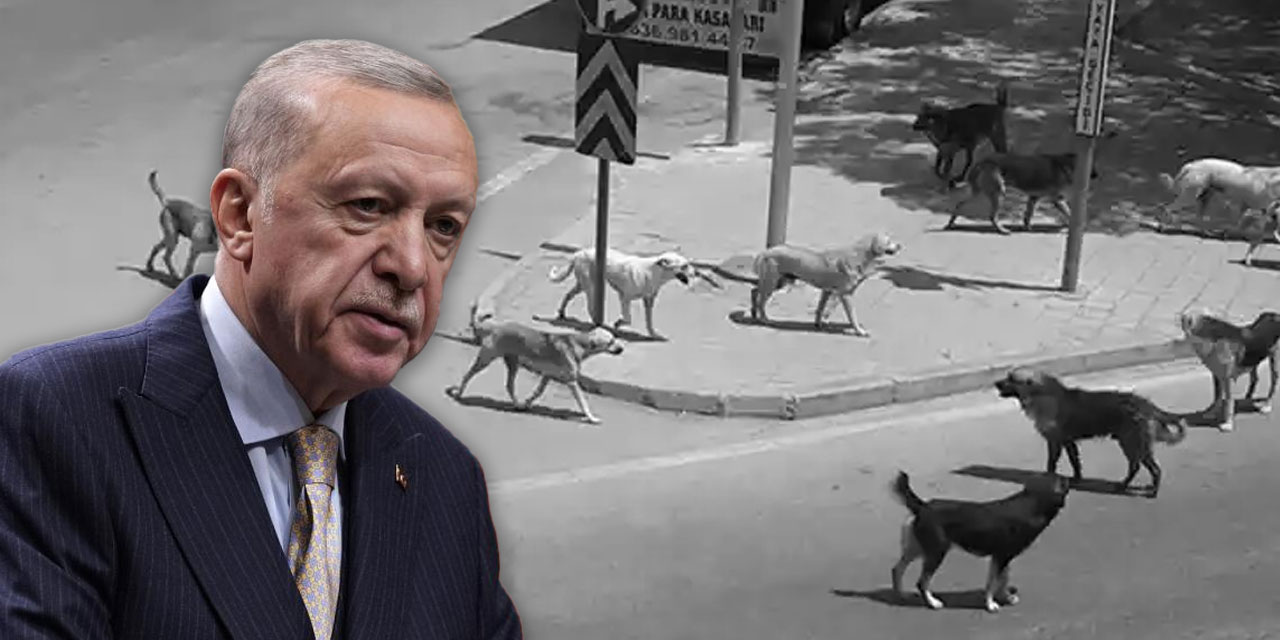 Erdoğan talimat verdi, 4 bakanlık harekete geçti: Sokak hayvanları için 'uyutma modeli' AKP'ye sunuldu