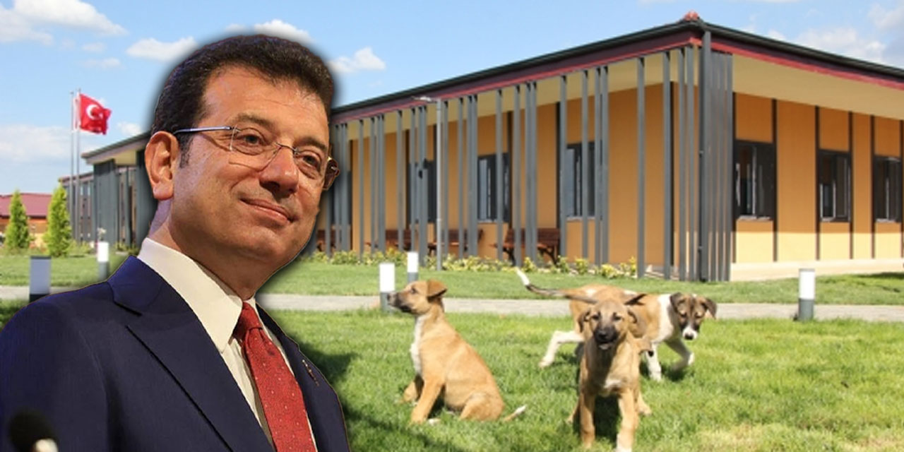 İmamoğlu'ndan sokak hayvanları çağrısı: "Petshoplardan değil İBB'nin barınaklarından sahiplenin'