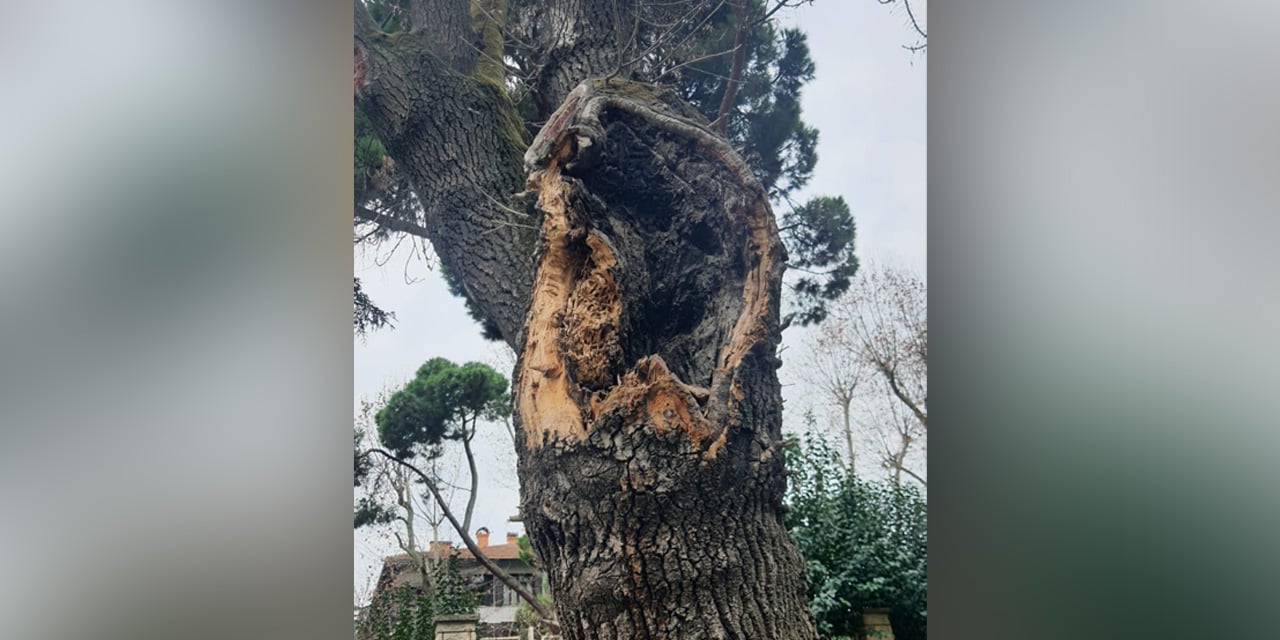 İBB, hastalanan ağaçlar için yenileme kararı aldı