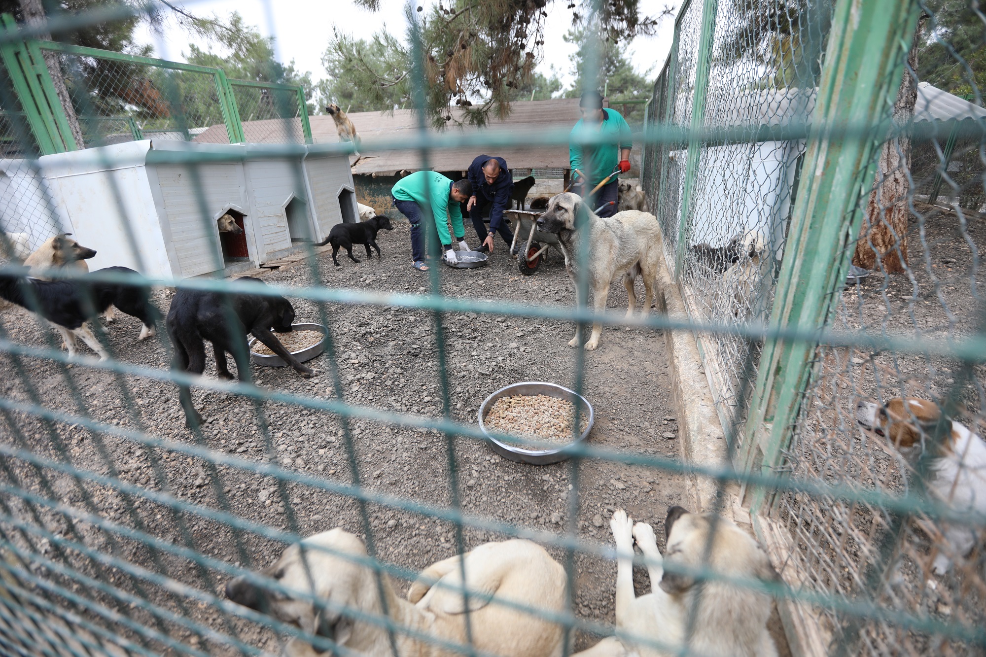 Türkiye’nin en büyük sokak hayvanı rehabilitasyon merkezi Gaziantep'te