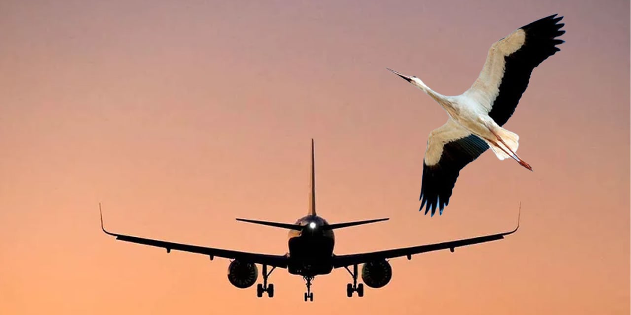 İstanbul Hava Sahasında leylek alarmı