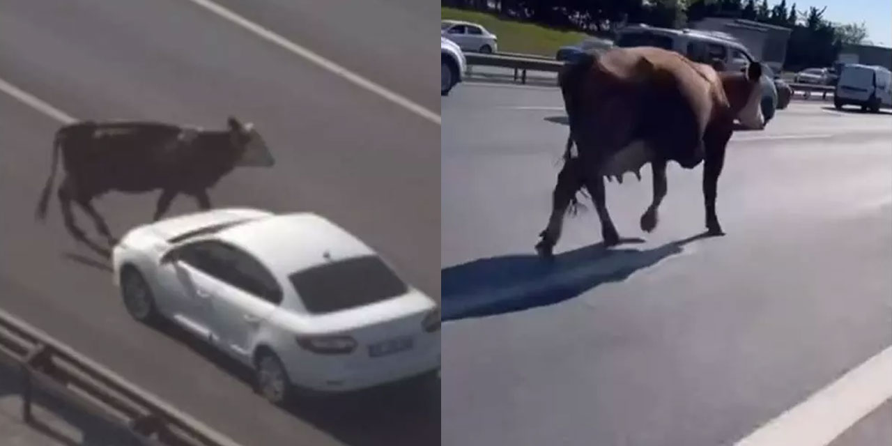 İstanbul'da TEM Otoyolu'nda 'inek' işgali: Trafik alt üst oldu