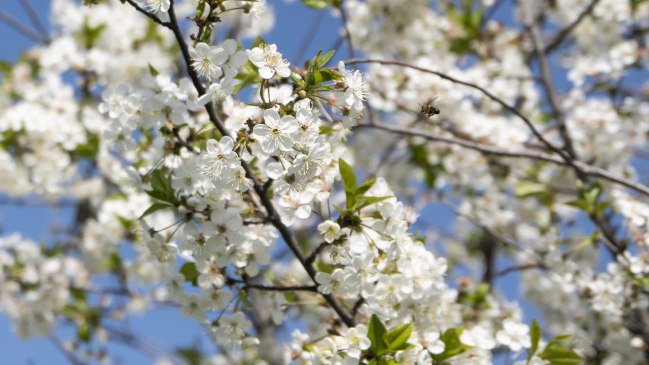 Neden kış gelmeden bahara geçtik?