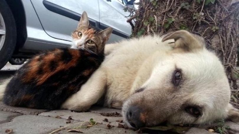 158 yazar ve sanatçıdan sokak hayvanları için imza kampanyası