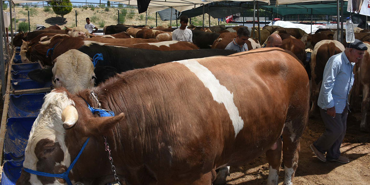 Kurban pazarında fiyatlar uçtu: 'Toros Kaplanı' boğa 270 bin TL'ye alıcı buldu