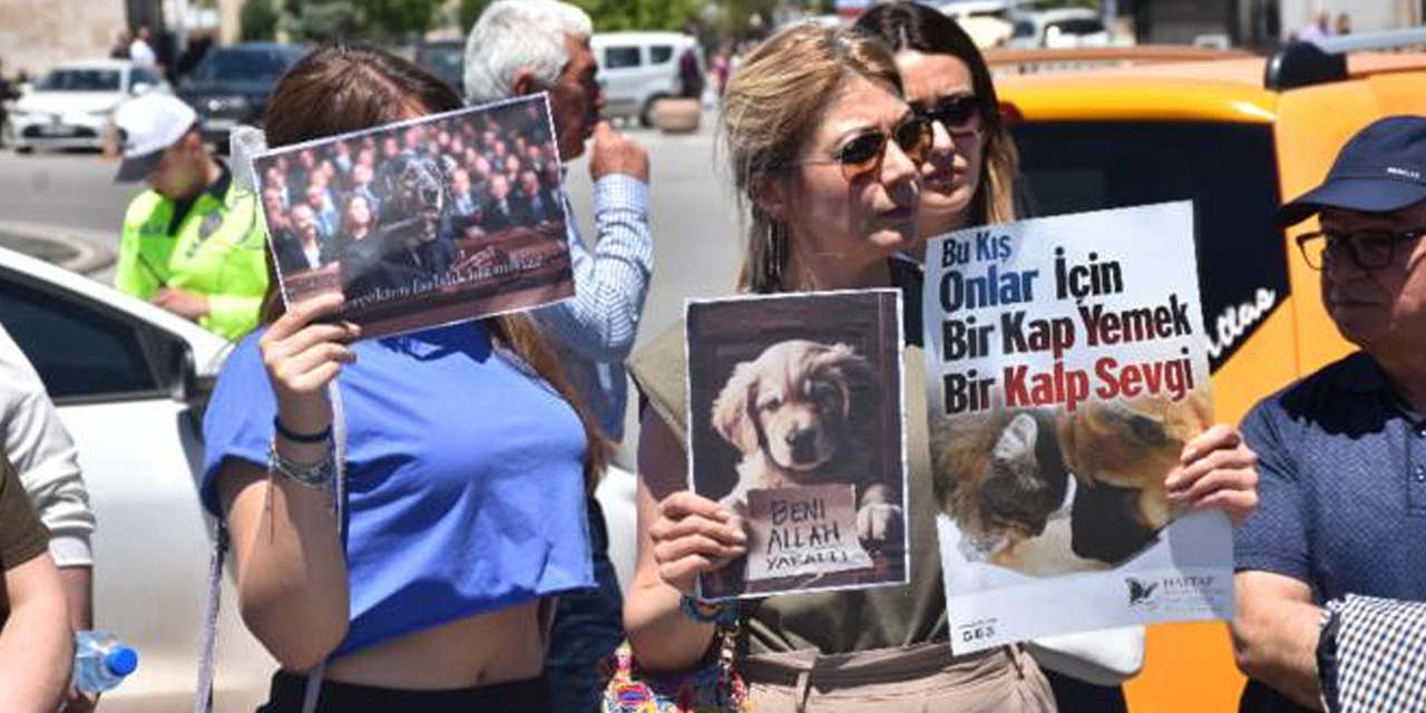 Sivas'ta hayvanseverlerden "kısırlaştırma" çağrısı: 'Katliam çözüm değil!'