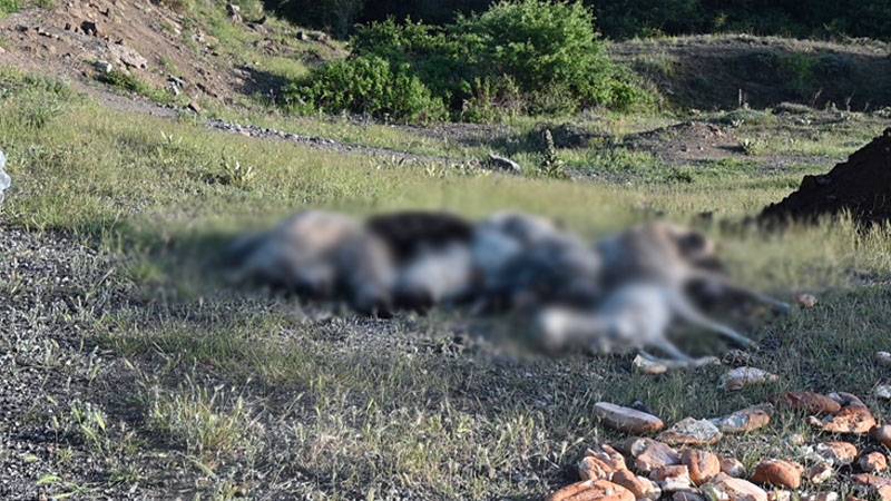 Yozgat'ta katliam: 20'den fazla köpek öldürülerek yol kenarına atıldı!