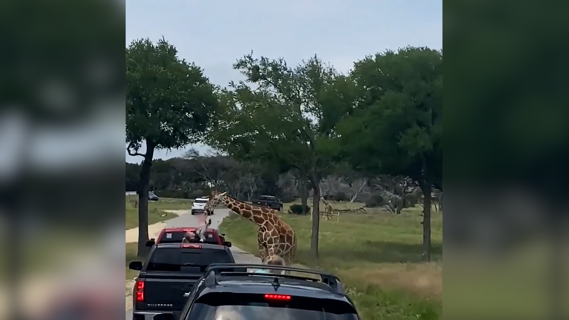 Zürafa küçük çocuğu havaya kaldırdı: O anlar böyle kaydedildi