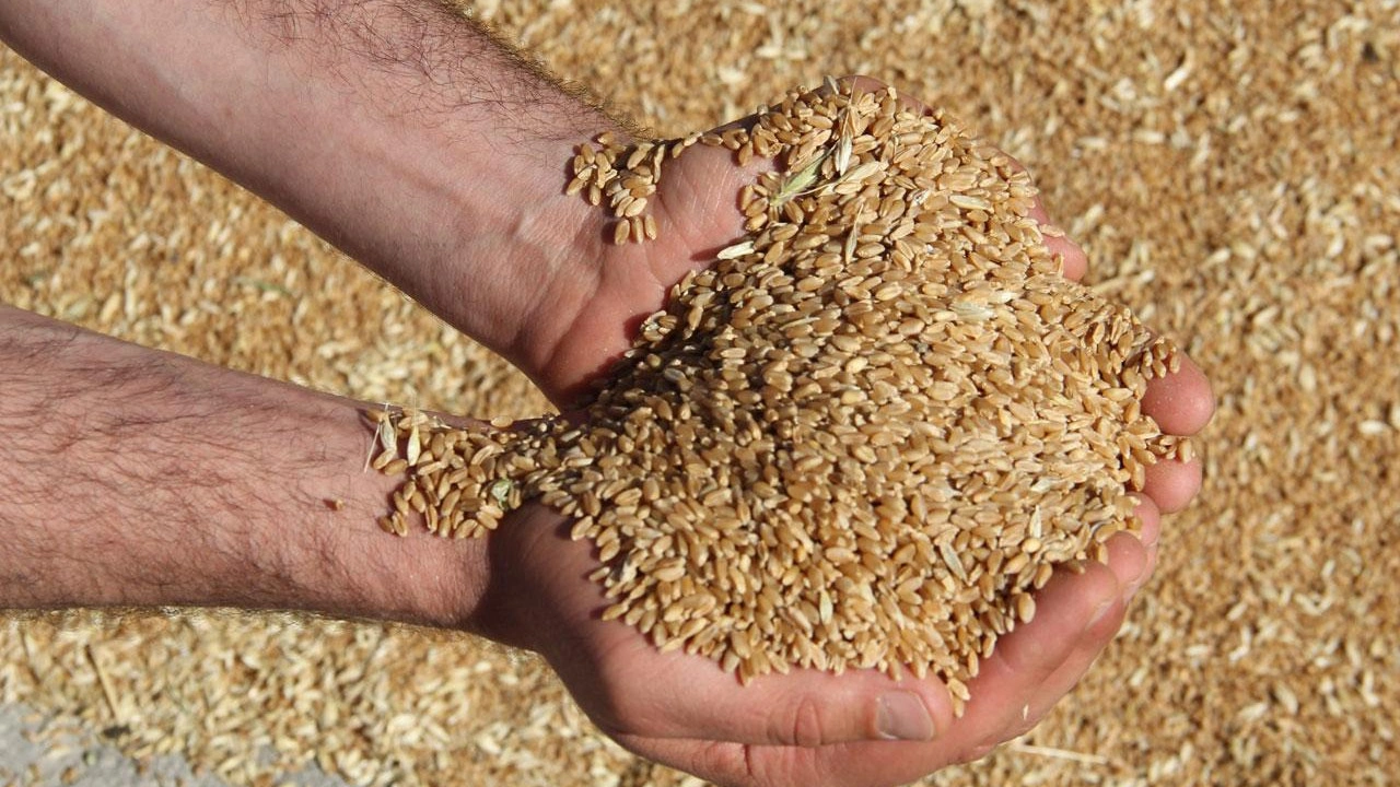 CHP'li Gürer'den buğday fiyatlarına tepki: TMO tüccar gibi davrandı; çiftçi şok oldu