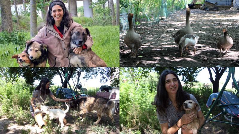 Edirne'deki İspanyol akademisyenin bir köpeği zehirlendi, diğeri kayboldu
