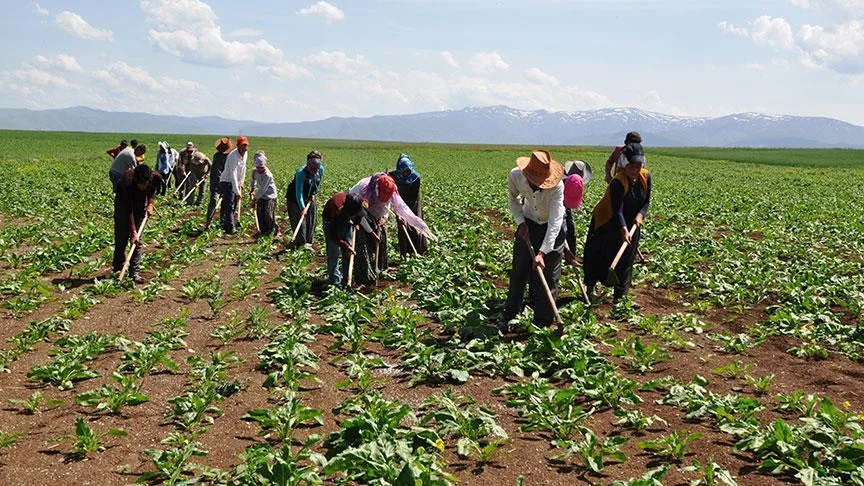 Protestolarla anılan ülke, Türkiye'den tarım işçisi alacak: 100 bin TL maaş verecek
