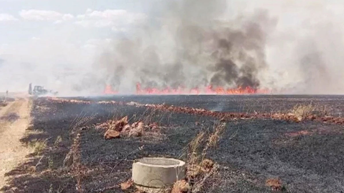 Kahramanmaraş'ta korkutan yangın: 150 dönümlük buğday tarlası küle döndü