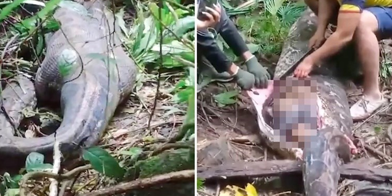 Kayıp olarak aranan kadın pitonun karnında ölü bulundu