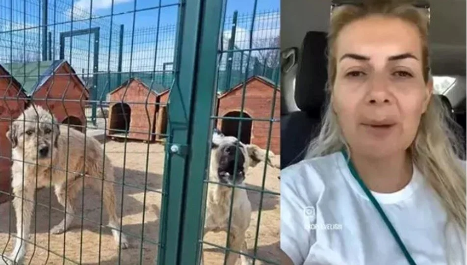 Hastalıklı köpekleri Ankara'ya getirdiği iddia edilen Buket Özgünlü hakkında 7 yıla kadar hapis istemi