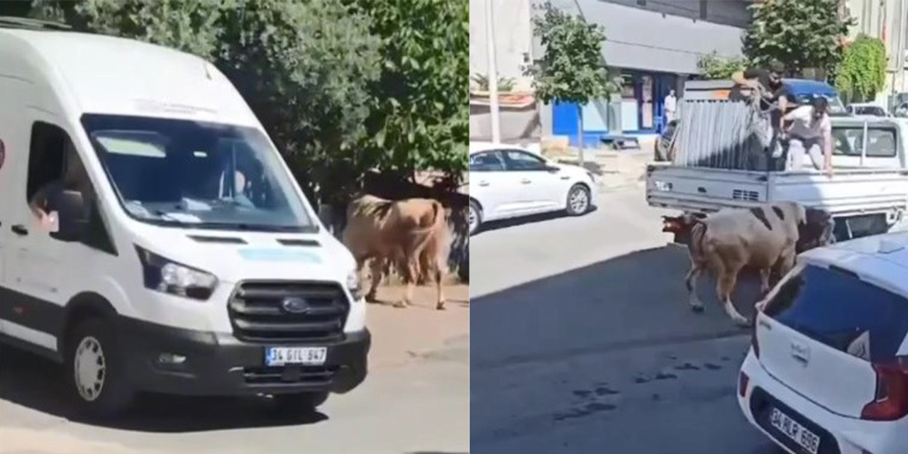 Büyükçekmece'de kaçan kurbanlık boğa paniğe neden oldu