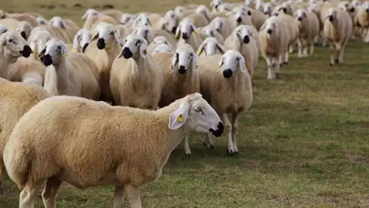 Van’da bir koyun uçurumdan atladı, 27 koyun da onun peşinden atladı
