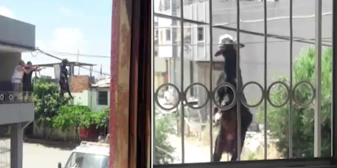 Adana'da bir keçi damdan atlayıp elektrik kablolarında asılı kaldı