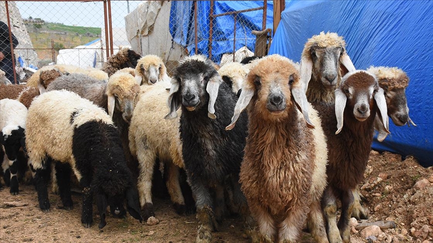Besiciler çadırları topladı; kurbanlıklar elde kaldı: Bakanlığa çağrıda bulundular