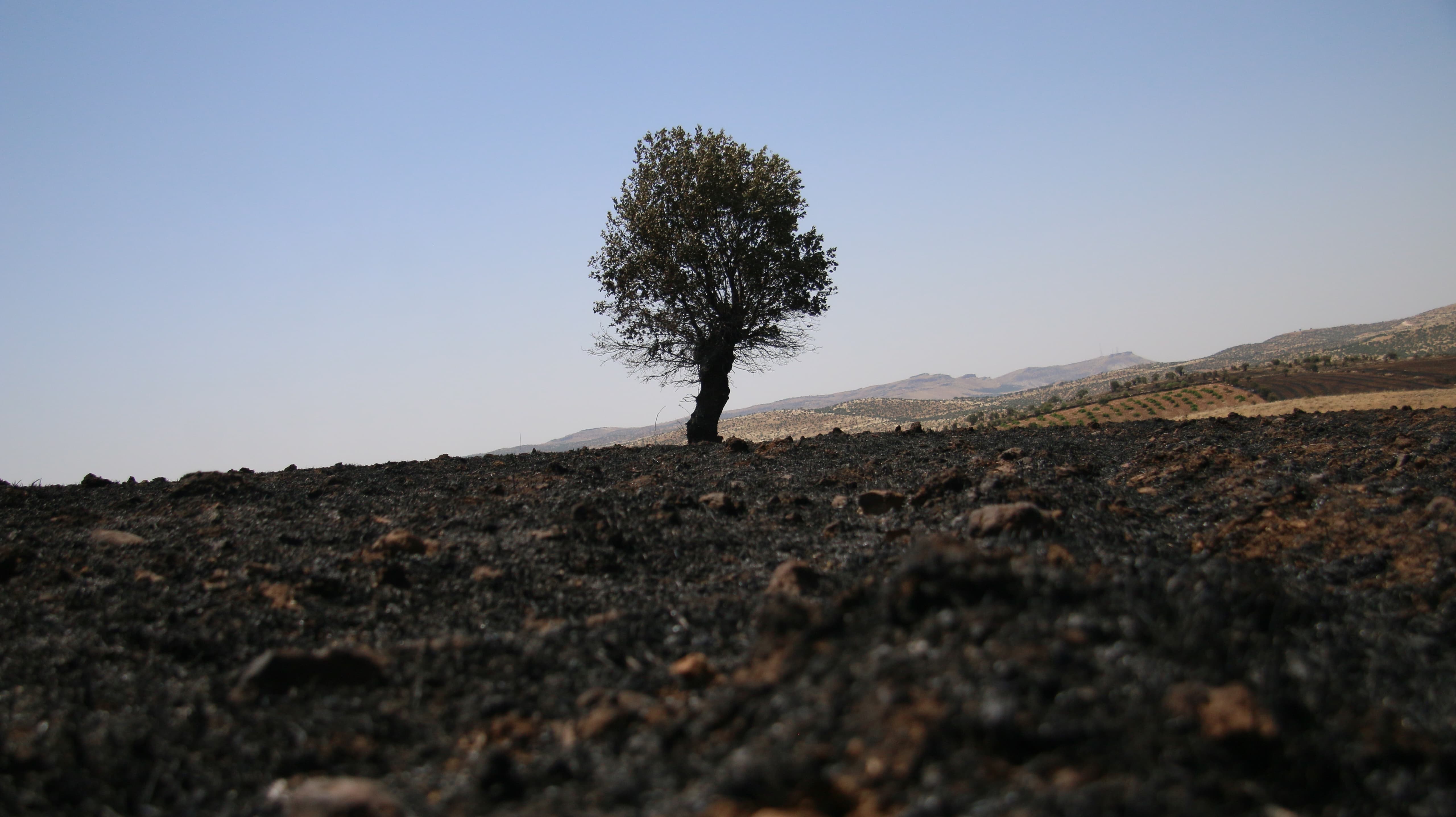 Diyarbakır-Mardin yangınında can kaybı 14'e yükseldi: Bölgeyi DEM Parti ve DBP Eş Genel Başkanları ziyaret edecek