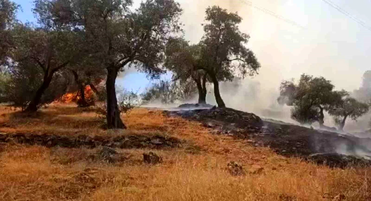 Aydın'da yangın: 30 dönüm zeytinlik alan zarar gördü