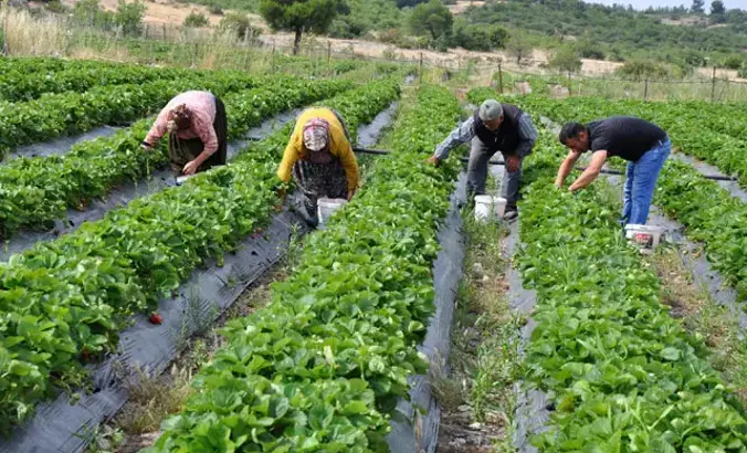 Çiftçiye destek değil köstek düzeni: Yem ve gübreye KDV artışı gündemde