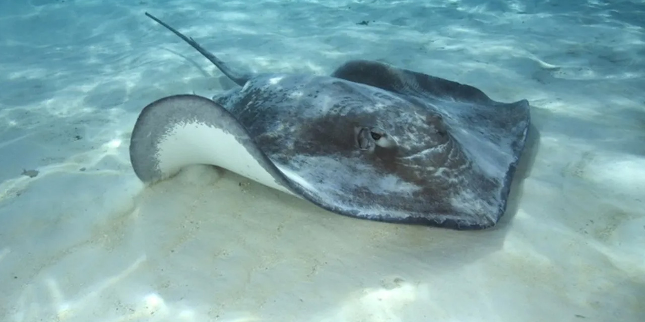 Dalışta, kuyruğu kesilip, halat bağlanmış vatozu görüntüledi