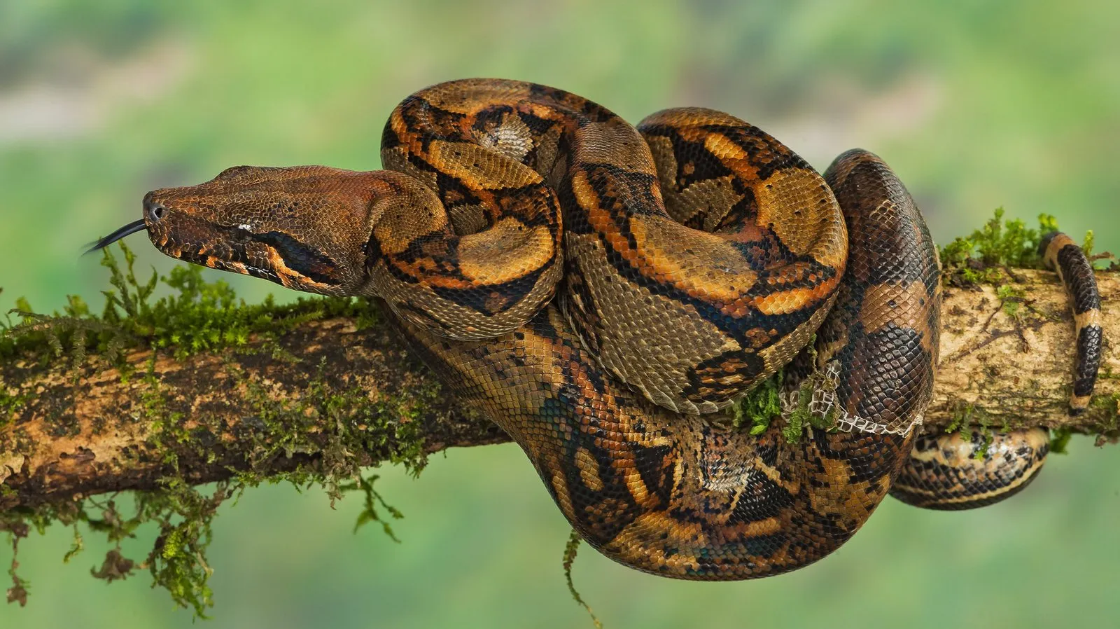 Brezilya'da ilginç olay: Yıllarca erkek sanılan boa yılanı 14 yavru doğurdu