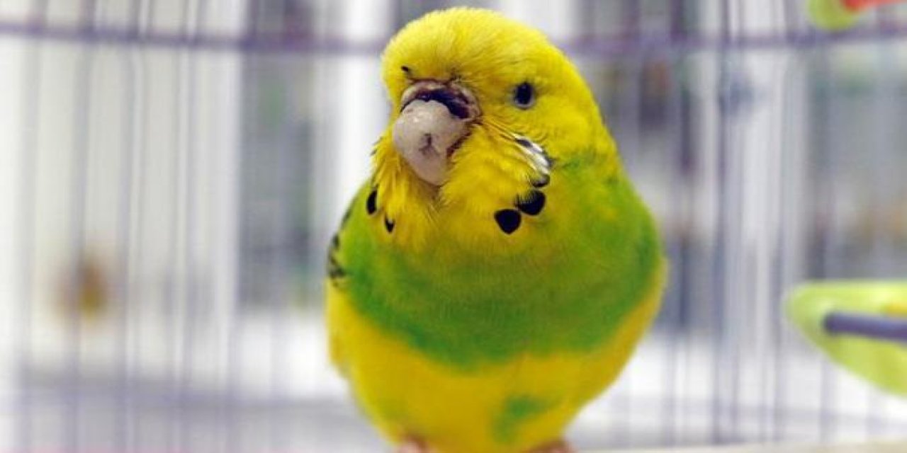 Papağan ve muhabbet kuşlarının çok daha hızlı konuşmasını sağlayan 10 tüyo