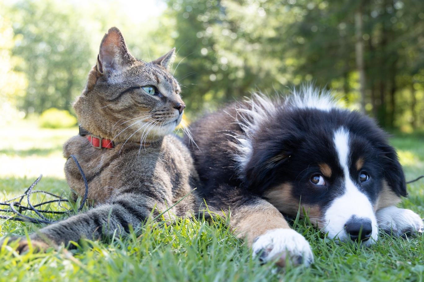 AB, kedi ve köpeklerin refahı için yasa hazırladı