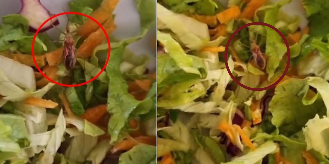 Skandal olay: Devlet hastanesinde personele verilen salatadan canlı böcek çıktı