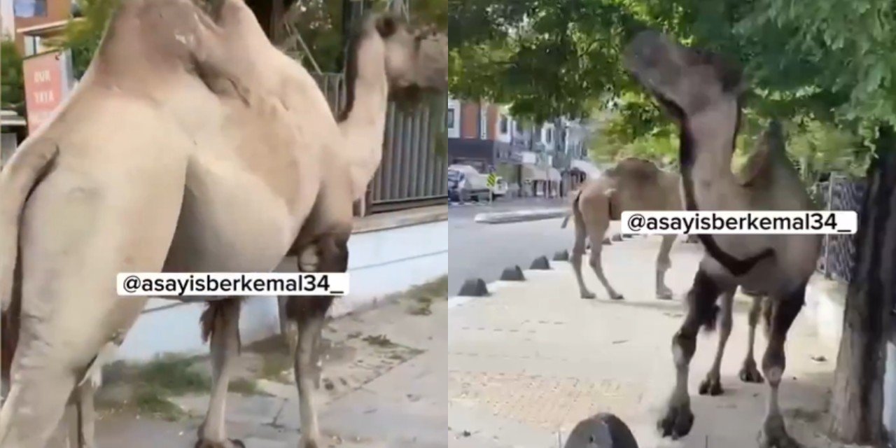 İstanbul'da 2 deve sokak ortasında otlandı; görüntüler tartışma konusu oldu