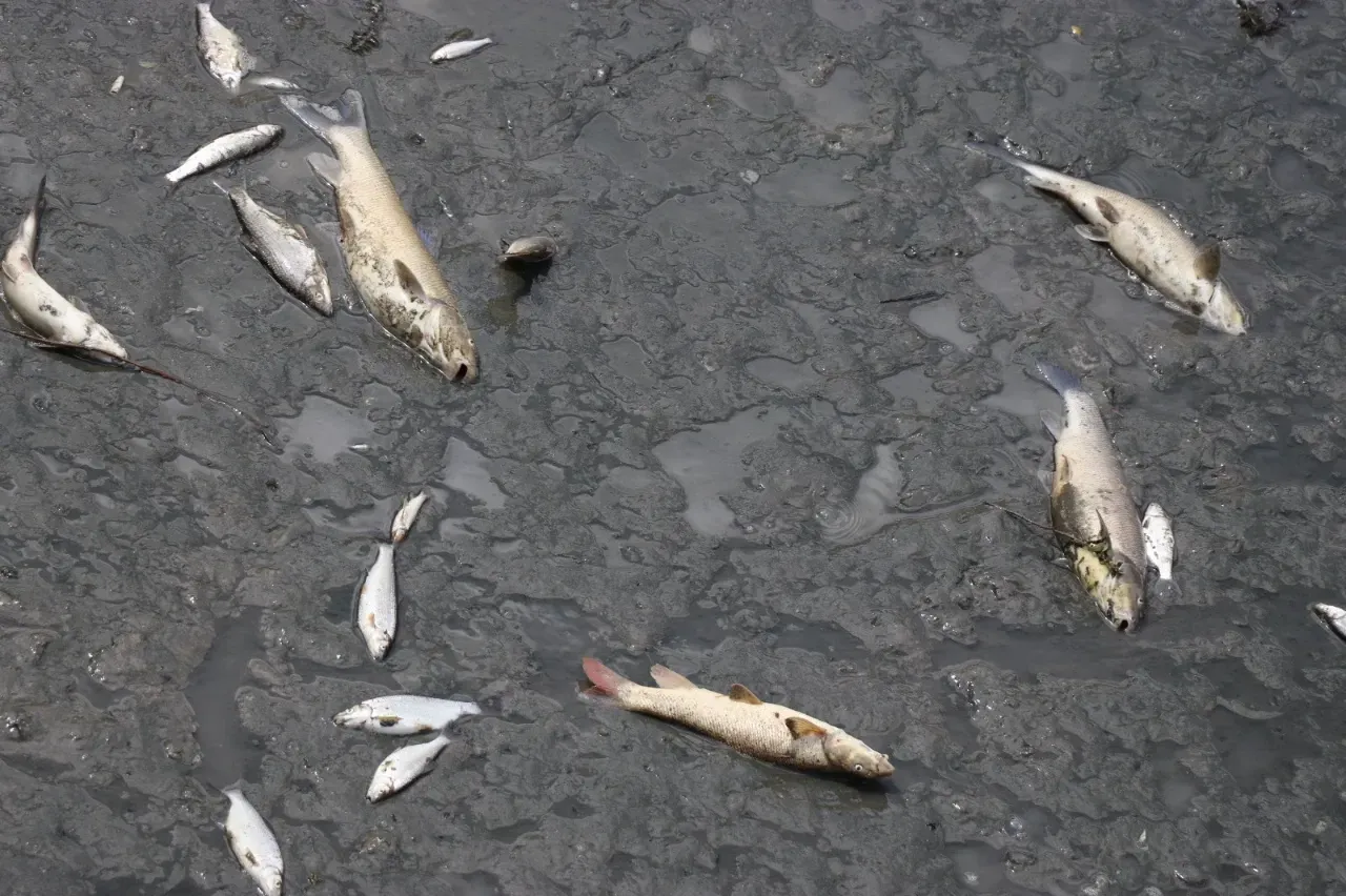 Yeşilırmak'ta balık ölümleri yaşandı: İnceleme başlatıldı
