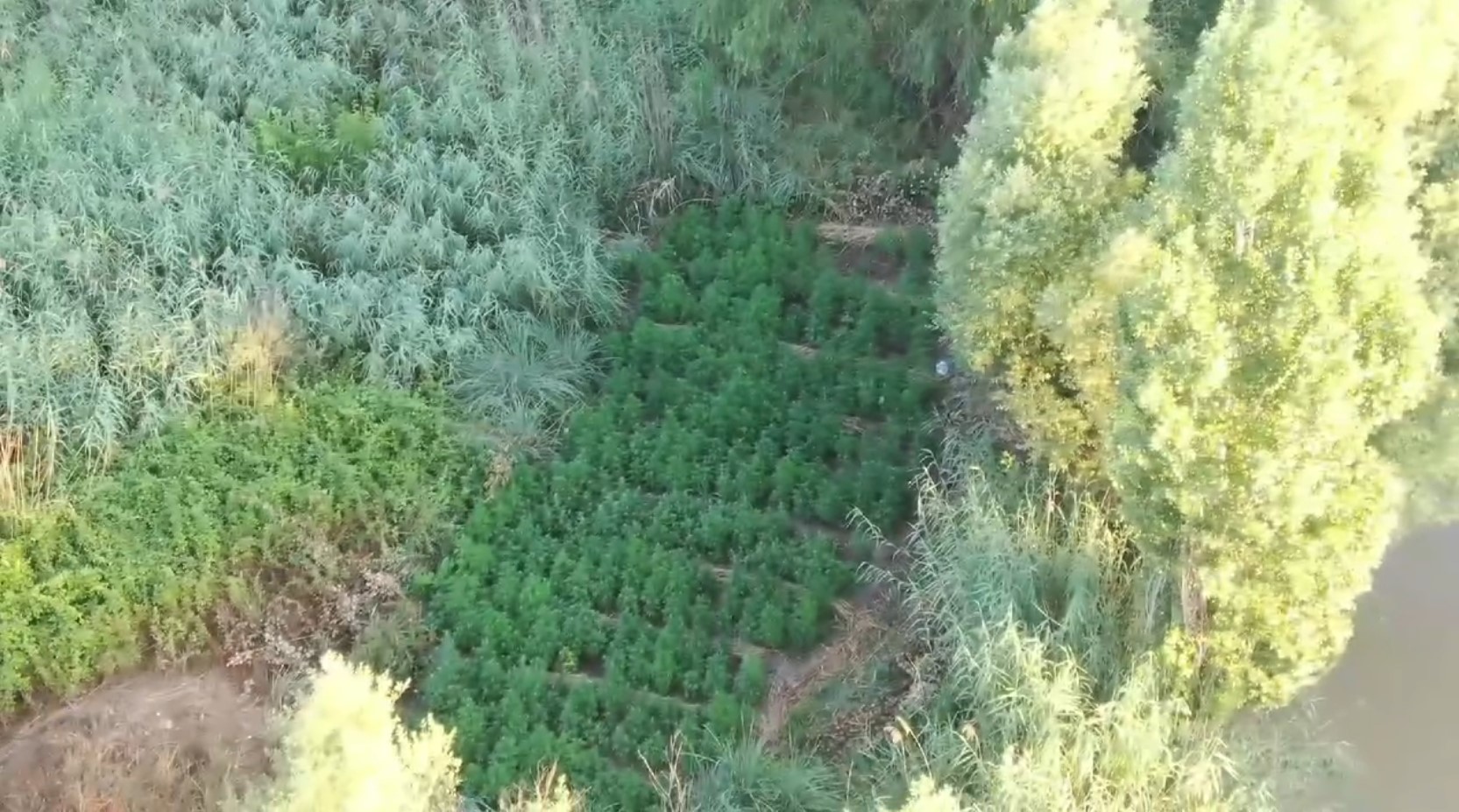 Hevsel Bahçeleri'nde uyuşturucu operasyonu: Binlerce kök kenevir bulundu