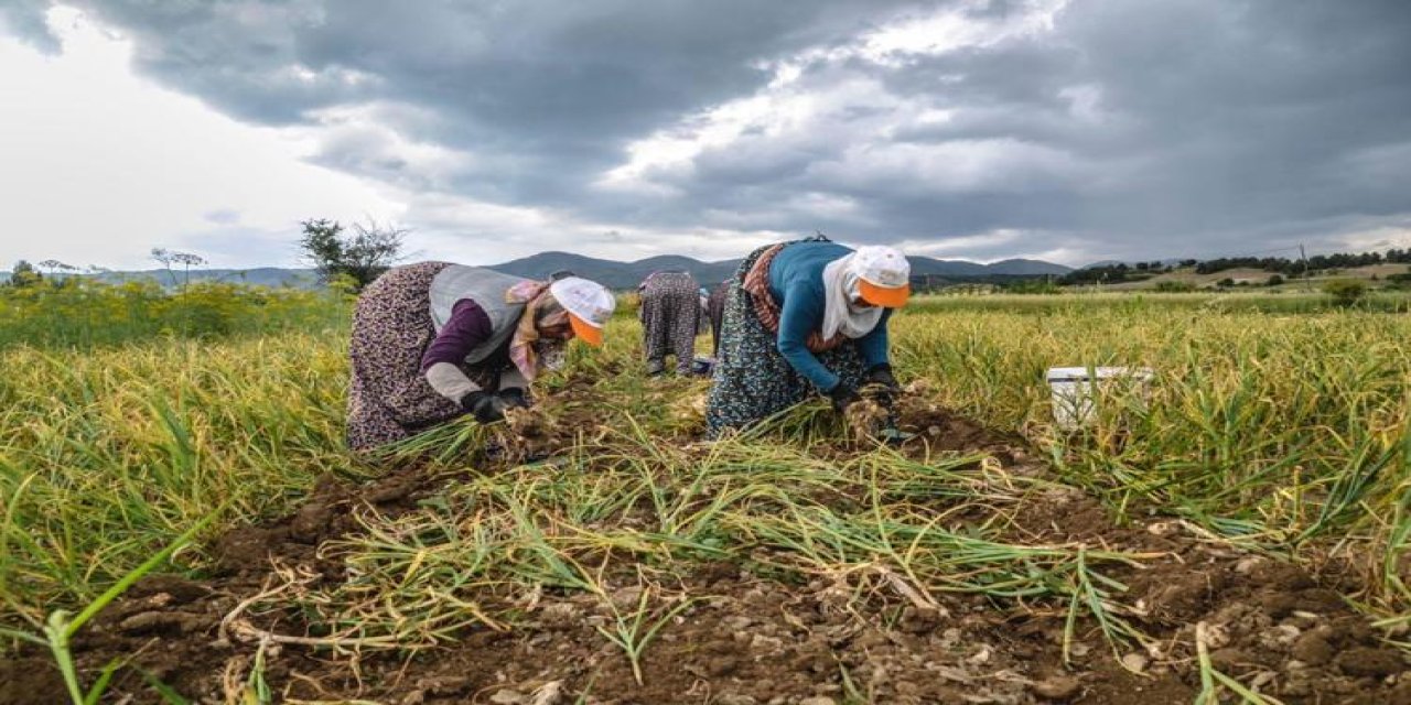 Değerini Japonlar biliyor... Kastamonu'da çokça yetişiyor ama siyahı daha faydalıymış