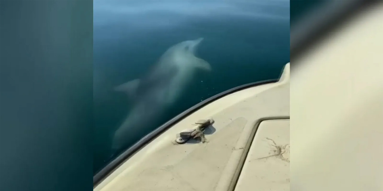 Denize açılan tekneye yunus eşlik etti; o anlar kamerada