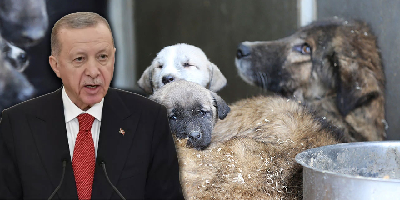 AKP, sokak hayvanları raporunu Erdoğan'a iletti: 'Evvela insan ardından hayvan...'