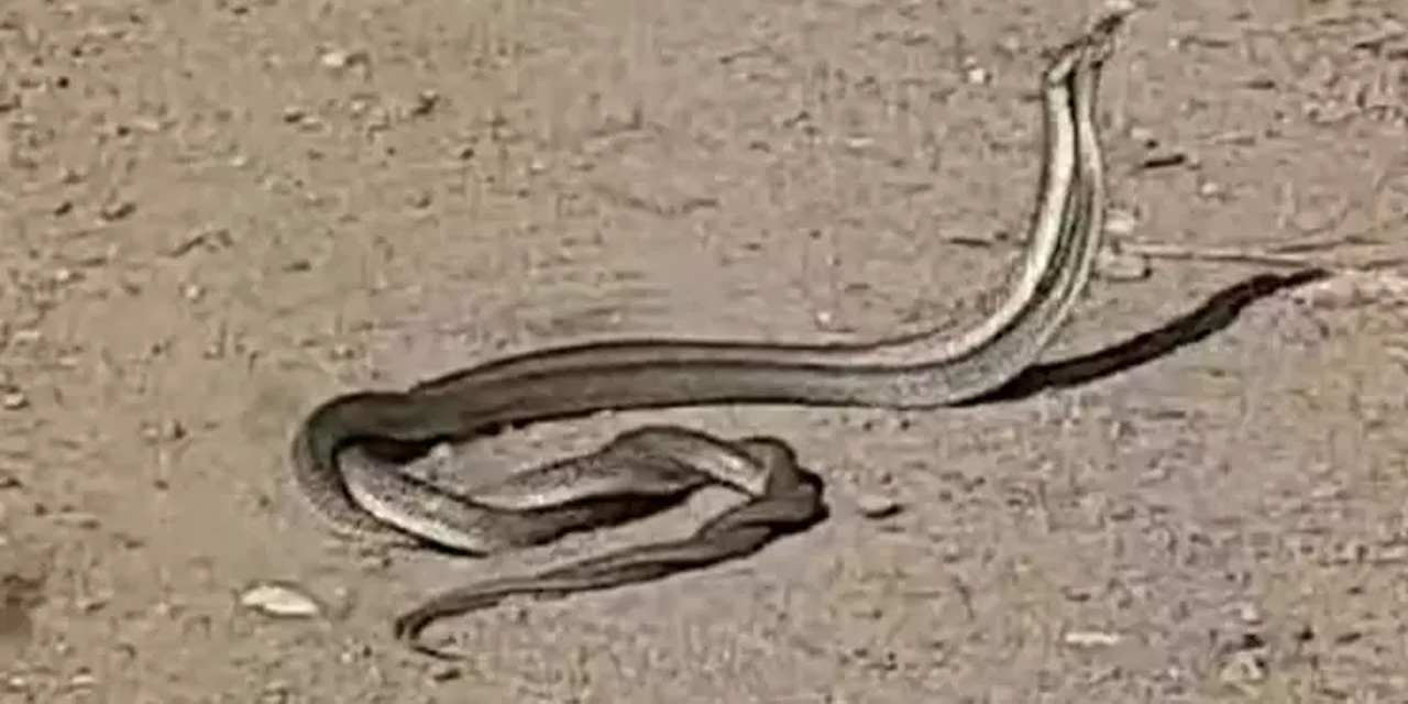 Çanakkale'de yılanların 'çiftleşme dansı' görüntülendi