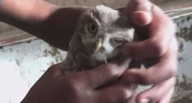 Sosyal medyada bukalemun, baykuş ve yılan satışına 230 bin TL ceza