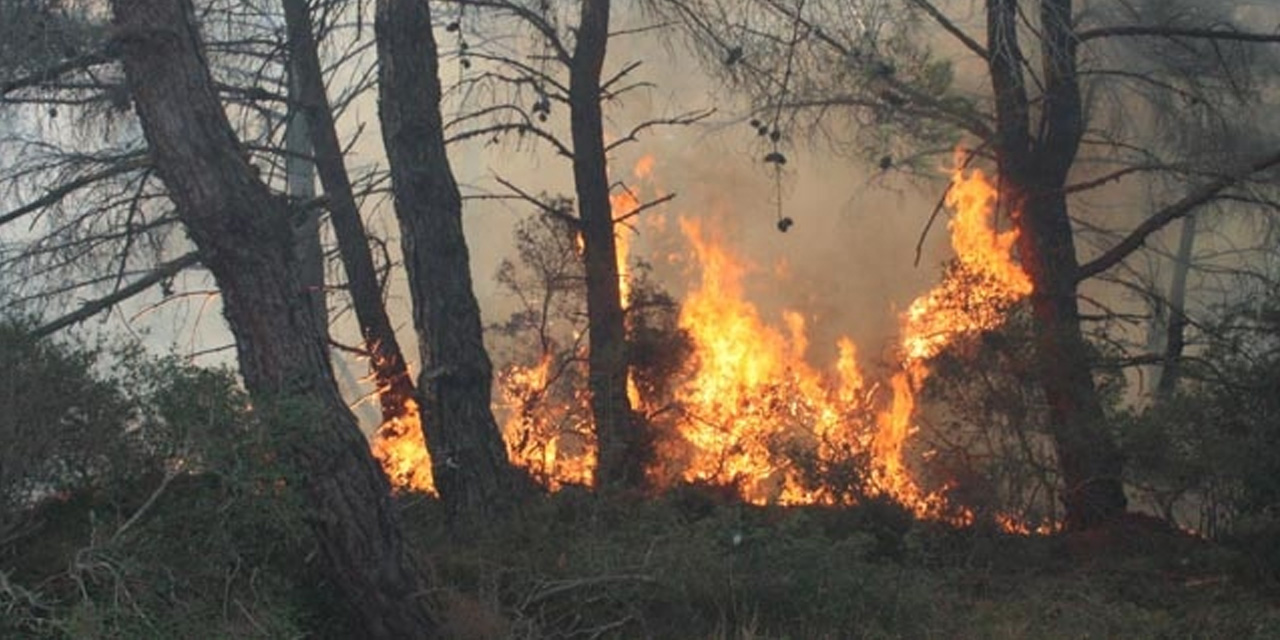 Edirne'de orman yangınına havadan ve karadan müdahale sürüyor