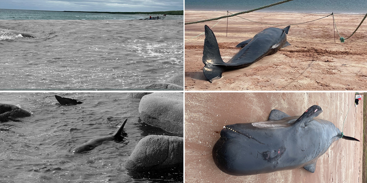 İngiltere'de kıyıya vuran 77 balina öldü