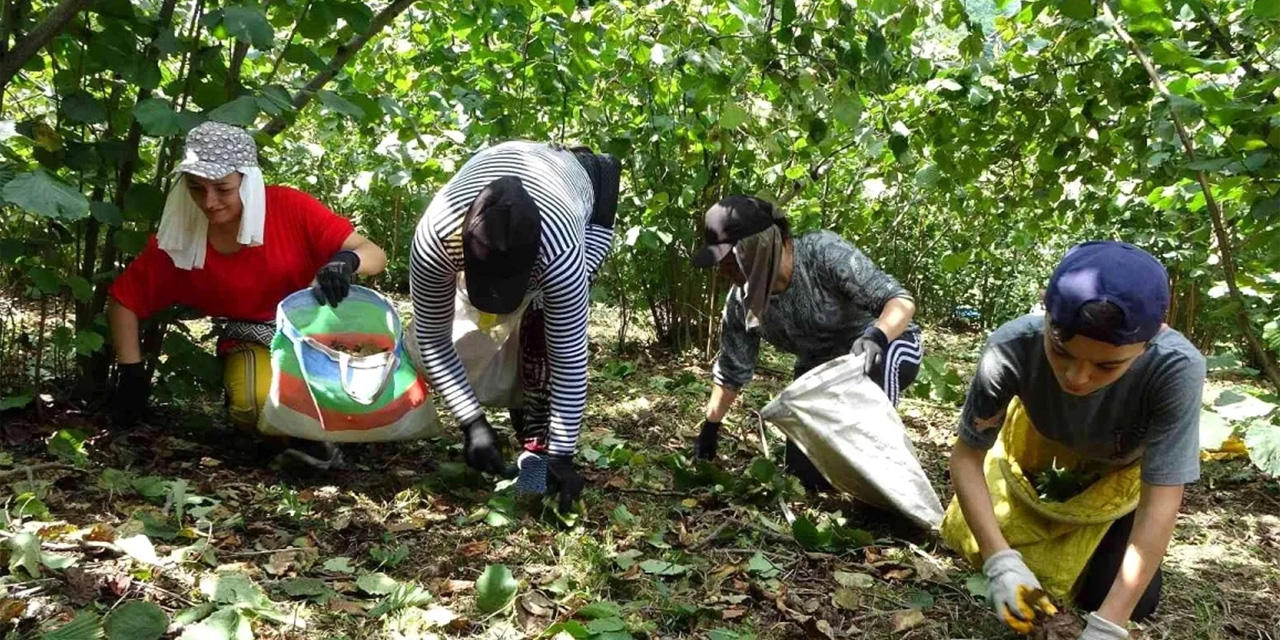 Fındıkta işçi yevmiyesi ve diğer ücretler açıklandı