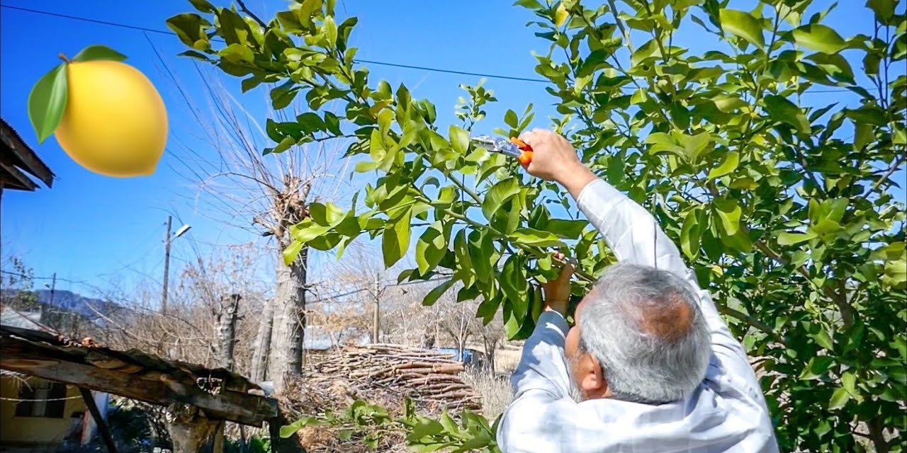 Limon ağaçlarıyla ilgili pek bilinmeyen 10 bilgi: Birçok kişi bilmiyordu